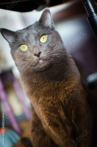 Close-up portrait of gray cat with bright eyes