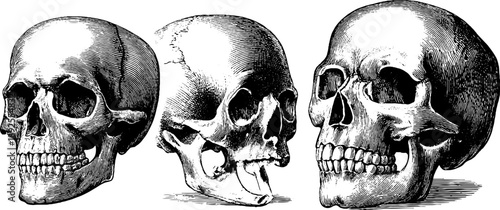 Anatomical study of human skull with vintage botanical engraving design for educational poster