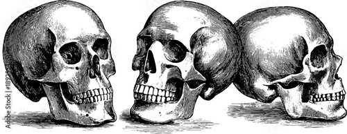 19th century anatomical human skull study engraving for educational and botanical design