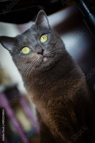 Gray cat with expressive eyes sitting and looking upward