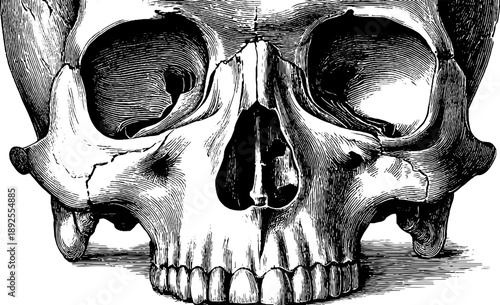 Vintage anatomical human skull engraving - frontal view illustration for educational and design use