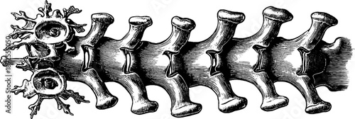 Detailed vintage botanical illustration of lumbar vertebrae from the 19th century for educational and artistic use