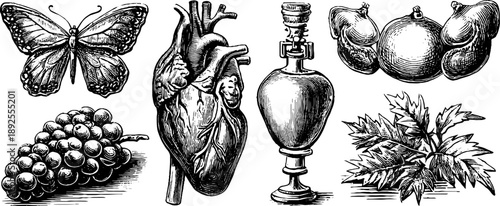 Vintage botanical and anatomical engravings of human urinary system and 19th-century artifacts
