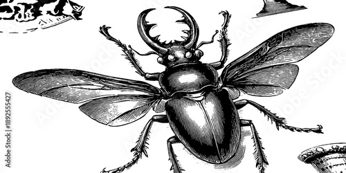 Vintage insect exoskeleton anatomy study for botanical design and scientific illustration