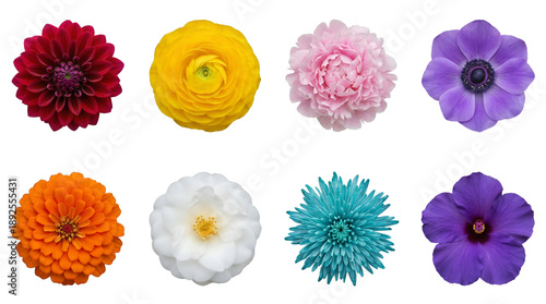 Colorful flower head set including dahlia, ranunculus, peony, anemone, zinnia, camellia, chrysanthemum, and hibiscus isolated. Botanical floral collection for wedding and design.