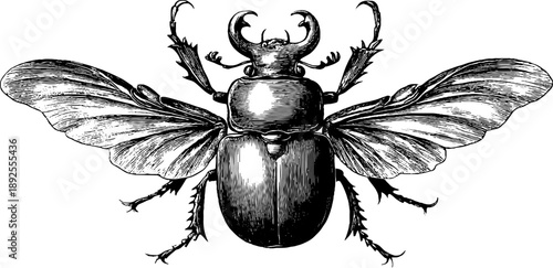 Vintage insect anatomy study with detailed exoskeleton engraving