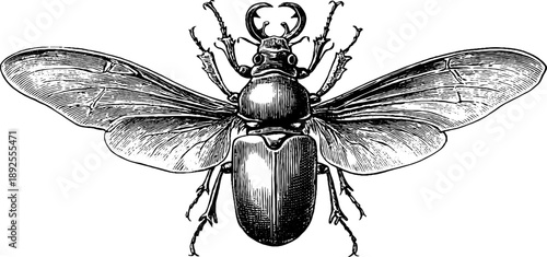 Vintage insect exoskeleton anatomy study with botanical elements for educational design