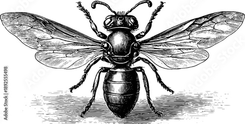 Detailed vintage engraving of 19th century insect fossil in stone for botanical design