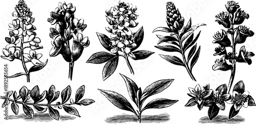 Intricate 19th century botanical engraving with decorative patterns for design