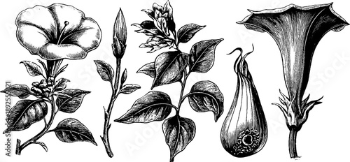 Detailed botanical study of jimsonweed datura plant anatomy for educational and design purposes
