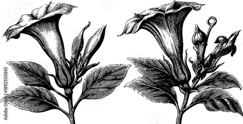 Detailed botanical illustration of jimsonweed datura plant anatomy