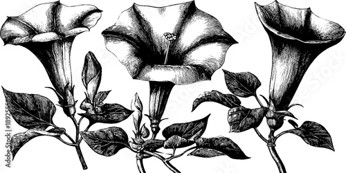 Jimsonweed datura plant anatomy vintage botanical design for print or poster