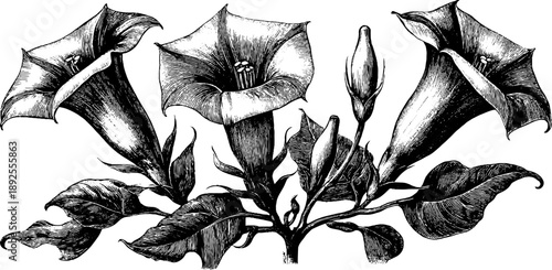 Botanical anatomy of jimsonweed datura in vintage engraving style