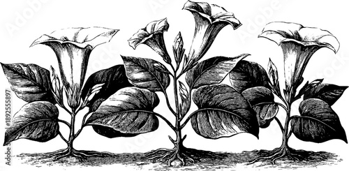 Jimsonweed datura plant anatomy in vintage botanical engraving style