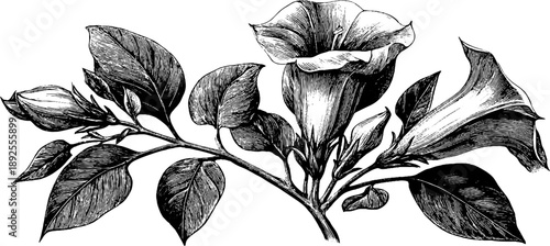 Vintage botanical illustration of jimsonweed: datura plant anatomy for decor