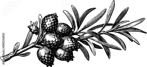 Vintage botanical study of juniper cone and berry engraving for design and print