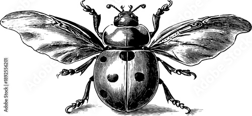 Ladybird beetle dorsal view: 19th century botanical engraving for design and study