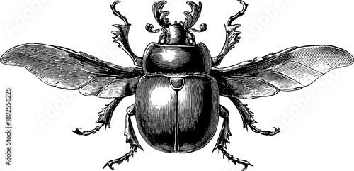 Vintage ladybird beetle botanical engraving from 19th century