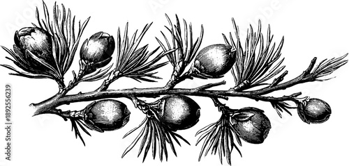 Larch branch with soft needles botanical sketch for vintage design