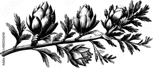 Vintage botanical etching of larch branch with soft needles for design and decoration