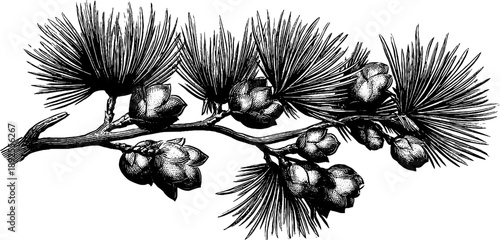 Larch branch with soft needles and cones in vintage botanical style for design