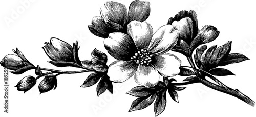 Larkspur poisonous flowering plant botanical art for vintage design