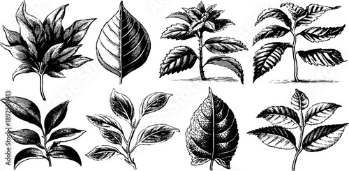 Comparative study of leaf damage in vintage botanical 19th-century engravings for educational design