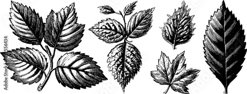 Botanical leaf damage comparison plate - 19th century vintage engraving for historical study
