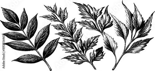 19th century botanical leaf damage comparison plate for vintage design and study