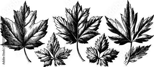 Leaf developmental stages study in vintage botanical engraving for nature illustration