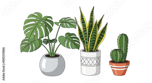 Vibrant Monstera, Snake Plant, and Cactus houseplants set on black