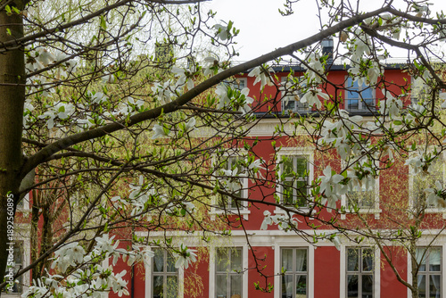Springtime White Magnolia Blossoms in Front of Historic Red Neoclassical Building at St Olavs Gate in Central Oslo Norway Urban Architecture Scene