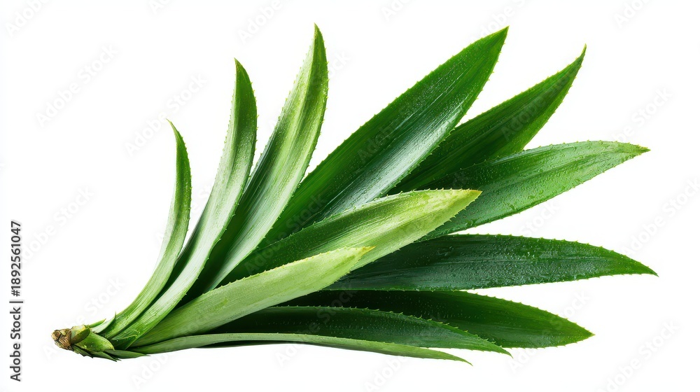 Obraz premium Botanical pineapple leaf collection isolated on a white background