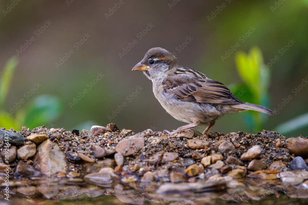 Fototapeta premium Haussperling (Passer domesticus) Jugendkleid
