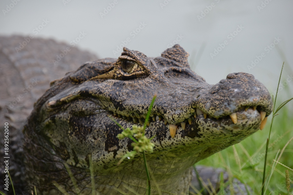 Fototapeta premium crocodile resting on a grass next to a lake