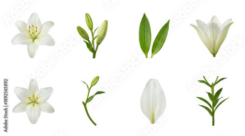 White lily set including open flowers, closed buds, green leaves, stem, and single petal isolated. Floral design and botanical collection.