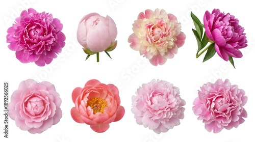 Pink peony flower set including blooming, budding, double, and coral varieties isolated. Floral collection for wedding and garden design.