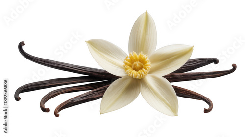 Vanilla flower and beans white isolated on a transparent background