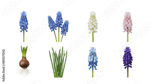 Muscari flower set including blue, white, pink, and purple grape hyacinth blooms with bulbs and leaves. Spring gardening and botanical collection.