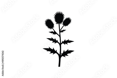 Black silhouette of a thistle plant on a white background, spiky plant with three flower heads