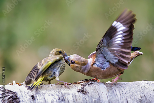 Obraz na plátně Kernbeißer (Coccothraustes coccothraustes)
