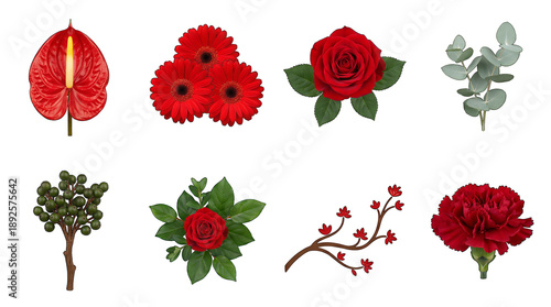Red floral element set including anthurium, gerbera, rose, eucalyptus, berries, and carnation isolated. Romantic botanical and wedding flower collection.