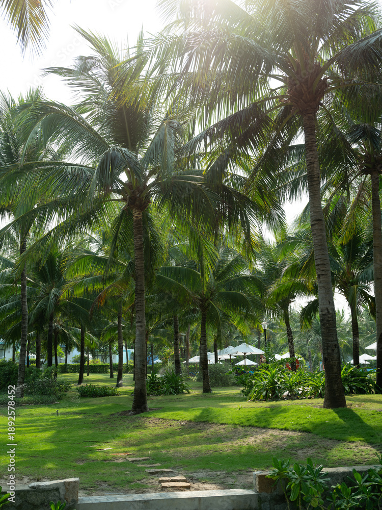 Obraz premium palm trees in the garden