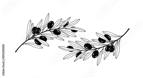 A delicate black and white illustration of olive branches with fruit