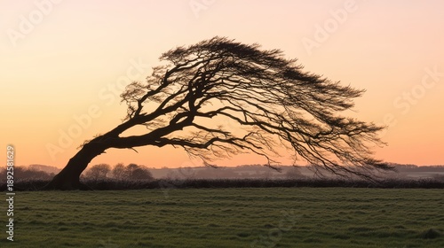 A solitary bare tree bends dramatically under strong wind gusts against a vibrant orange and pink sunset sky