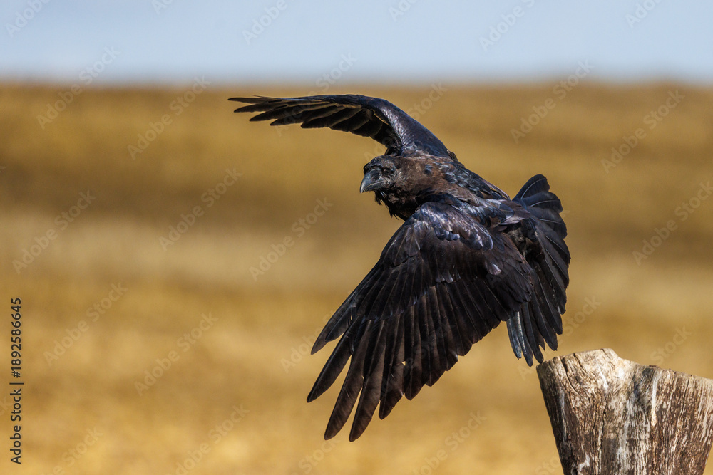 Obraz premium Kolkrabe (Corvus corax)