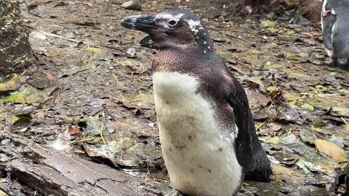 Pinguino africano che guarda immobile