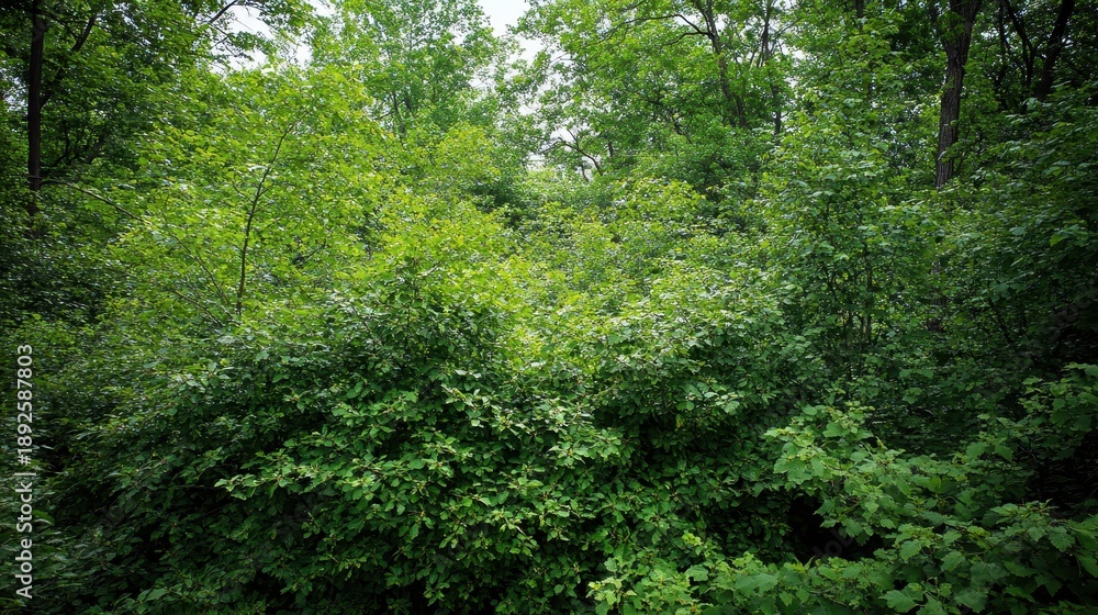 Fototapeta premium Dense green bushes creating a natural forest barrier