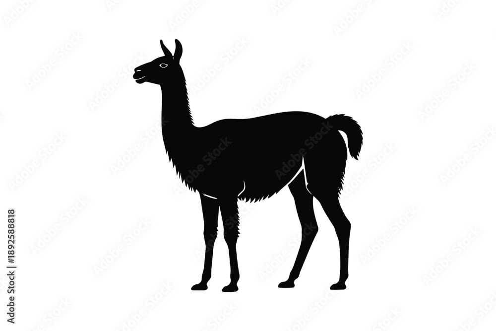 Fototapeta premium Black silhouette of a llama standing profile view isolated on white background