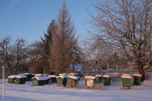 Wallpaper Mural Green wooden beehives covered with snow on a winter day in countryside. Buildings amnog trees in village in background. Torontodigital.ca